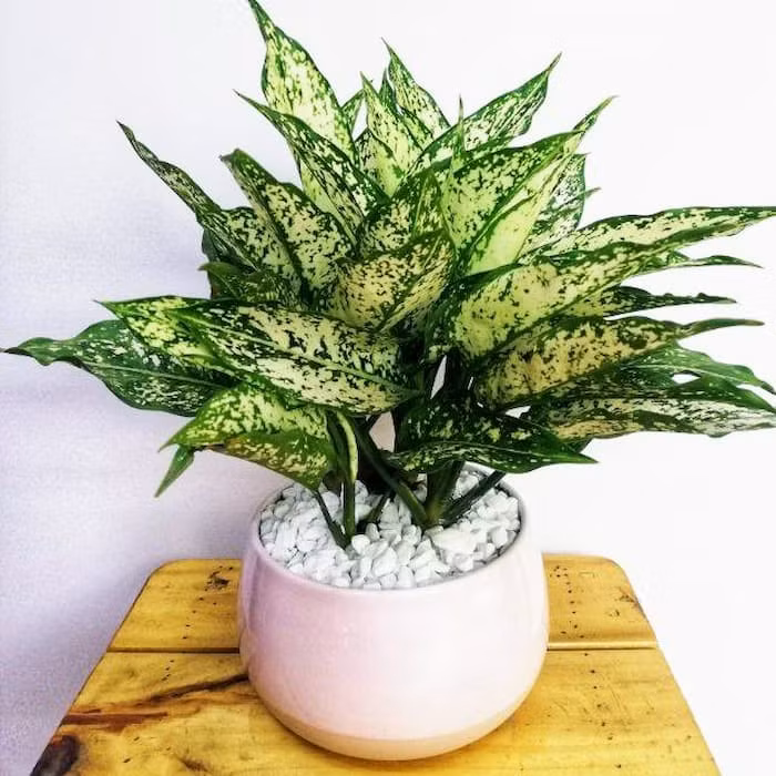 Trong sự nghiệp, nếu đặt cây xanh phong thủy này ngay cửa sổ phòng khách hoặc bàn làm việc thì ngọc ngân sẽ mang đến sự may mắn và bổng lộc cho gia chủ. 