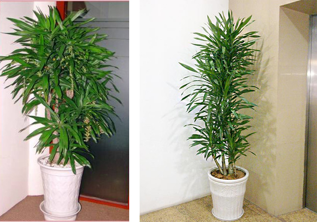 Ngoài ra, cây thanh lan là loại cây thân cột cao, nhánh lớn tượng trưng cho sự vươn lên, thăng tiến của gia chủ. Loại cây này có thể bày thêm ở các đại sảnh, trong phòng họp, quầy lễ tân chứ không nhất thiết là ở phòng khách ngôi nhà. 