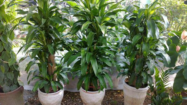 Cây thiết mộc lan: Thiết mộc lan là loại cây cảnh phong thủy trong phòng khách, cây có lá màu xanh, có sọc trắng ở giữa. Hoa của cây khi nở màu trắng hoặc vàng nhạt, có mùi thơm ngào ngạt.