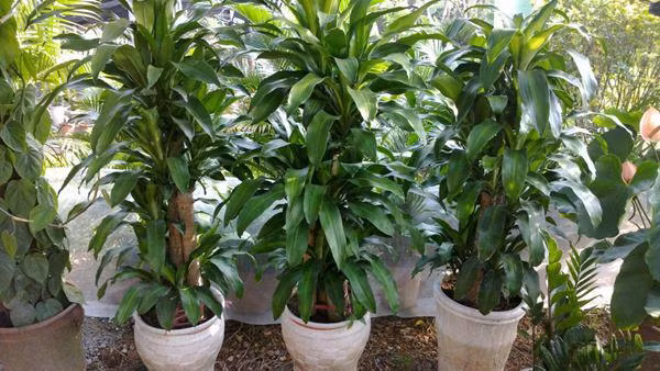 Cây thiết mộc lan: Thiết mộc lan là loại cây cảnh phong thủy trong phòng khách, cây có lá màu xanh, có sọc trắng ở giữa. Hoa của cây khi nở màu trắng hoặc vàng nhạt, có mùi thơm ngào ngạt.