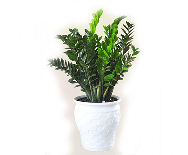 Kim phát tài thể hiện sức sống với những ngọn lá vươn cao đầy sung sức. Người ta tin rằng nếu trang trí phòng khách của mình bằng cây cây kim phát tài sẽ mang đến nhiều may mắn, sự thịnh vượng cho cuộc sống sau này.