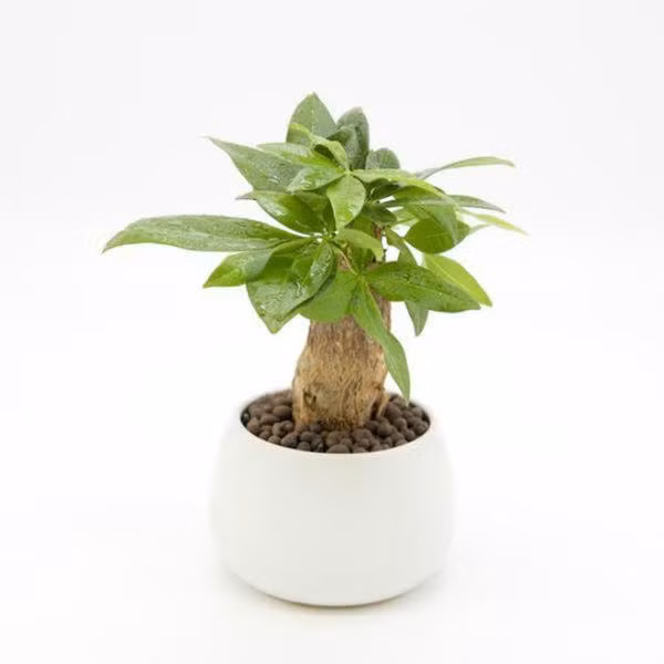 Cây kim ngân: Kim ngân là một trong những loại cây cảnh được nhiều người ưa chuộng nhất khi đặt trong nhà, riêng tên của loài cây này (kim ngân: tiền vàng) đã mang đến ý nghĩa giàu có và may mắn. 