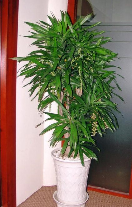 Cây thanh lan: Tuy không mọc khỏe và thích nghi tốt như thiết mộc lan, nhưng cây thanh lan vẫn được nhiều gia chủ lựa chọn là cây phong thủy trồng trong nhà. Đặc biệt với những căn phòng nhiều ánh ánh, nhiều kính. Chúng có tác dụng làm ẩm không khí, làm mát thích hợp với những phòng sử dụng điều hòa thường xuyên. 