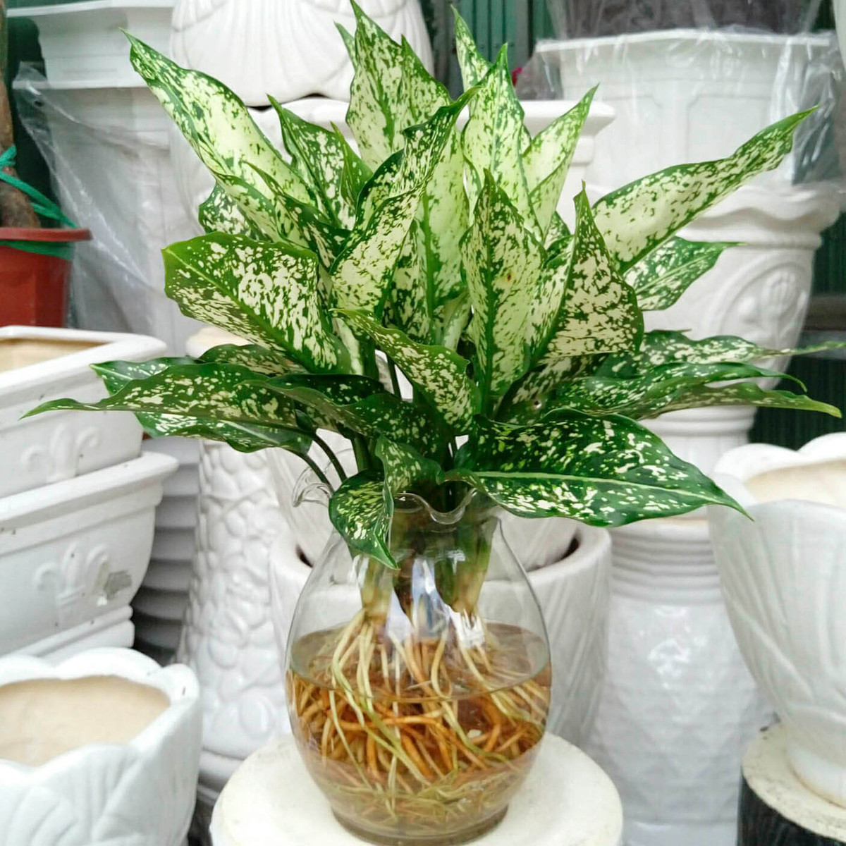  Cây ngọc ngân: Cây ngọc ngân còn được các cặp đôi gọi là valentine. Trong tình cảm, nó được đại diện cho tình yêu, nó sẽ là một món quà ý nghĩa đối với các cặp đôi. 