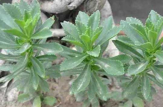 Rau cảnh rất giàu dinh dưỡng.