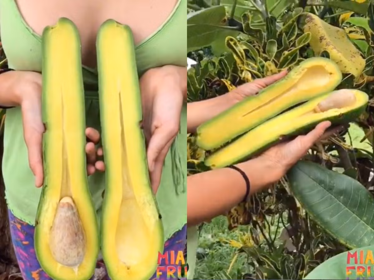 Qua bo khong lo, dai gan 1 met, nang 20 kg gia hon 4 trieu