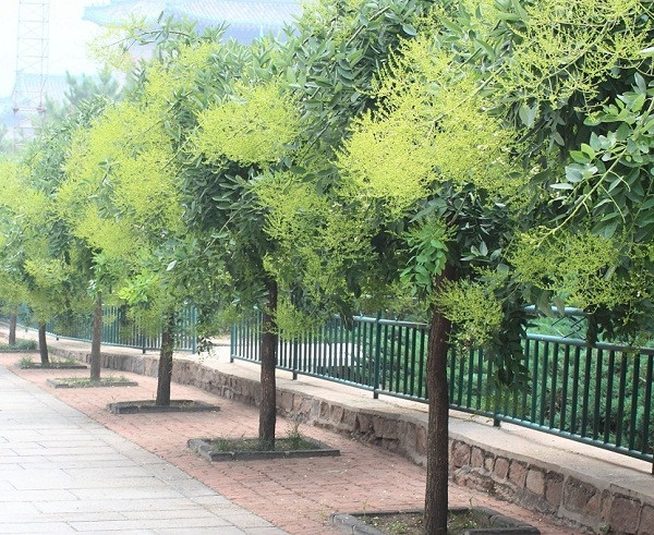 Bi quyet hut tai loc nho trong nhung loai cay nay truoc nha-Hinh-2