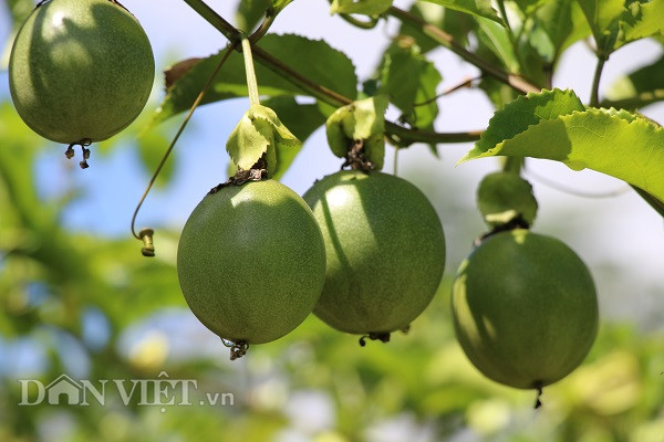 Thu chanh leo qua to nhu nam tay, kiem hang tram trieu-Hinh-3