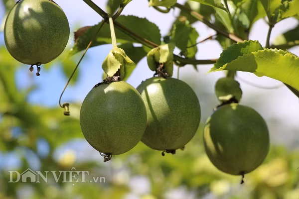 Thu chanh leo qua to nhu nam tay, kiem hang tram trieu-Hinh-3