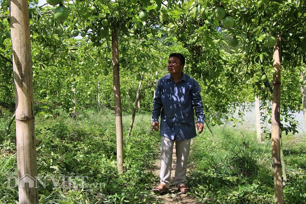 Thu chanh leo qua to nhu nam tay, kiem hang tram trieu