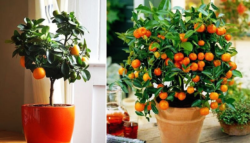 Loai cay canh Tet mang lai may man, tai loc cho 12 con giap