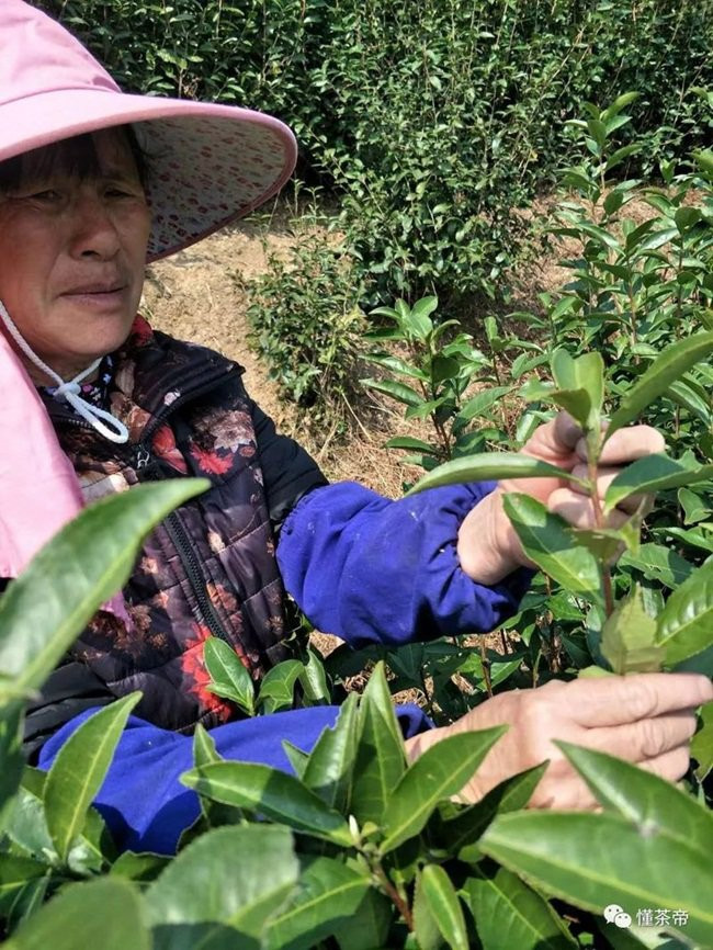 Sau đó, trà bạc kim được giữ cẩn thận trong các lọ cách xa ánh sáng và nhiệt độ cao trong 12 tháng hoặc thậm chí lâu hơn như 10-20 năm.