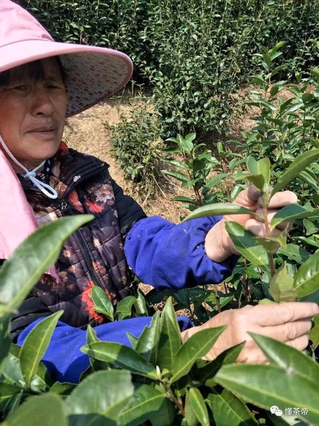 Sau đó, trà bạc kim được giữ cẩn thận trong các lọ cách xa ánh sáng và nhiệt độ cao trong 12 tháng hoặc thậm chí lâu hơn như 10-20 năm.