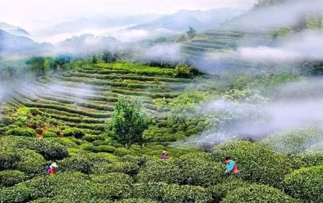 Dac san quy hiem, cat ky 20 nam dem ra cang ngon, gia 5 trieu/kg