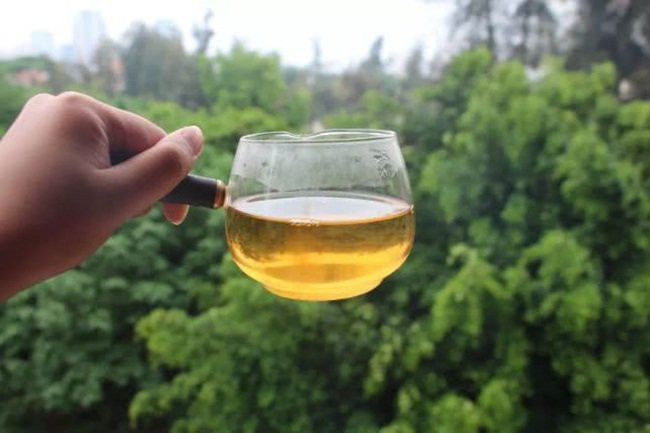 Khi trà bạc kim mới được thu hoạch nó có thể dùng như thảo dược. Tuy nhiên, ở giai đoạn này nó chưa được dùng để pha trà.