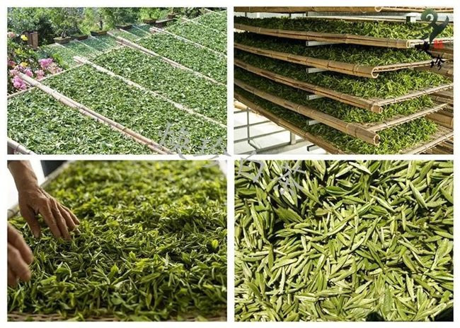 Các chồi này rất nhỏ và nhẹ, cho nên sẽ cần đến hàng nghìn chồi để tạo ra được 1kg trà bạc kim.