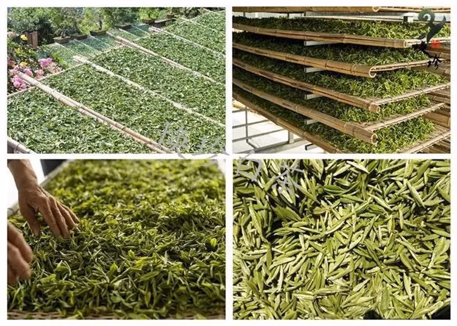 Các chồi này rất nhỏ và nhẹ, cho nên sẽ cần đến hàng nghìn chồi để tạo ra được 1kg trà bạc kim.