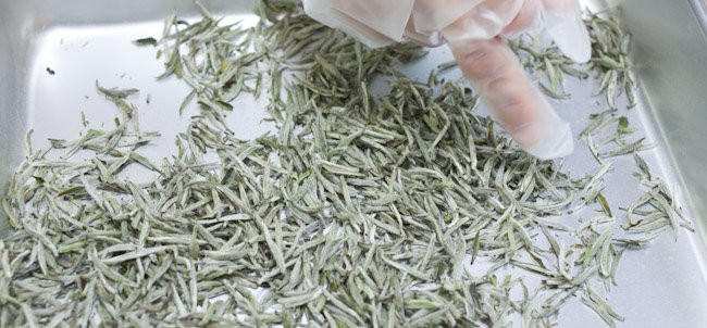 Thậm chí, ngay giữa trời nóng nực mùa hè, uống 2-3 ly trà bạc kim vẫn cảm thấy mát mẻ.