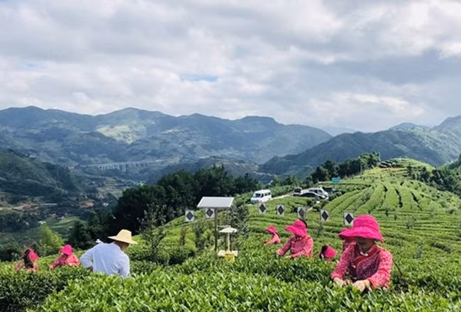 Sau khi chồi được hái bằng tay, chúng sẽ được làm khô trong một thời gian theo cách để giữ được lớp màu trắng mịn bên ngoài.