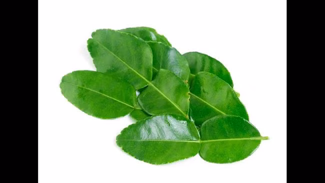 Ở Việt Nam, lá chanh có giá rẻ như cho. Nhưng Việt kiều ở nước ngoài lại phải mua lá chanh với giá khá đắt, khoảng 6,35 triệu đồng/kg.