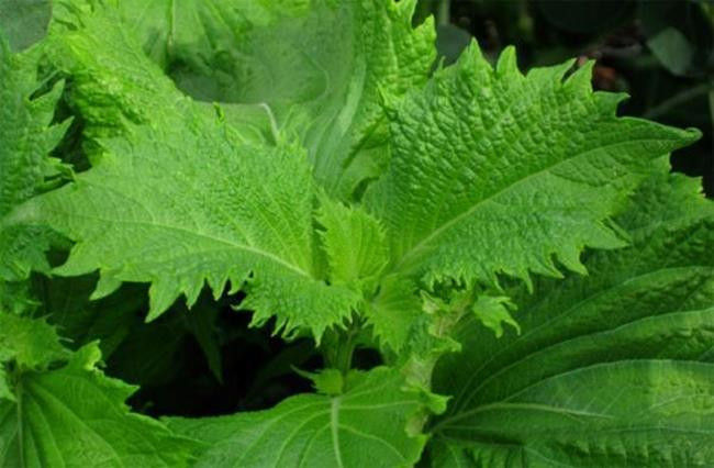 Lá tía tô ở Việt Nam có giá rẻ như cho, nhưng sang tới Nhật Bản, chúng có giá lên tới 500 – 700 đồng cho một lá.