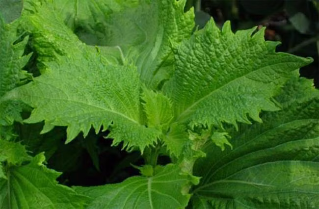 Lá tía tô ở Việt Nam có giá rẻ như cho, nhưng sang tới Nhật Bản, chúng có giá lên tới 500 – 700 đồng cho một lá.