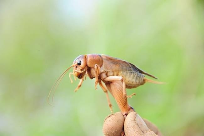 Ở Việt Nam, dế là món ăn quen thuộc thường xuất hiện trên các bàn nhậu. Chúng có giá khoảng 200.000 đồng/kg. Còn ở Trung Quốc, có những con dế được bán với giá 1.000 NDT, tương đương 3,4 triệu đồng.