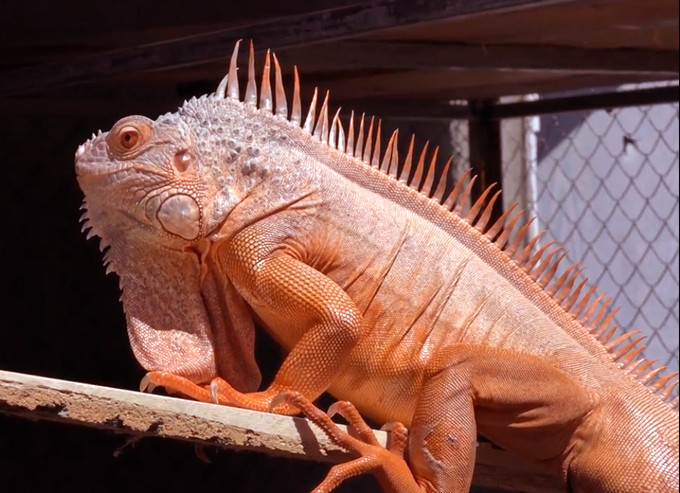 9X nuôi cả trăm con "quái vật" thú cưng rồng Nam Mỹ ở An Giang 9X nuoi ca tram con