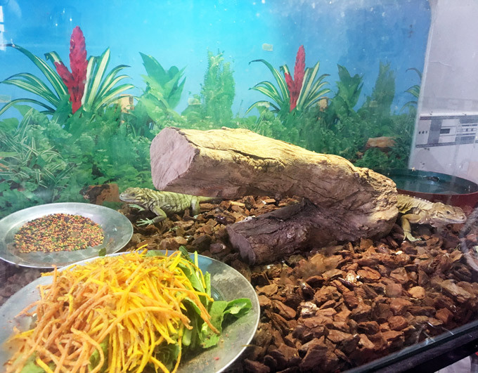 Anh Tân chia sẻ: “Giai đoạn khó khăn nhất là ấp trứng, phải canh nhiệt độ, độ ẩm để giảm hao hụt. Người nuôi phải chọn những con giống tốt rồi cho phối với nhau. Con rồng Nam Mỹ màu xanh có giá 700.000 đồng, đỏ 1,5 triệu đồng, lai giữa xanh và đỏ ra con lai thì giá bán sẽ khoảng 1 triệu đồng. Tôi mong muốn có một trang trại để nuôi mở rộng và cho nó sinh sản”.