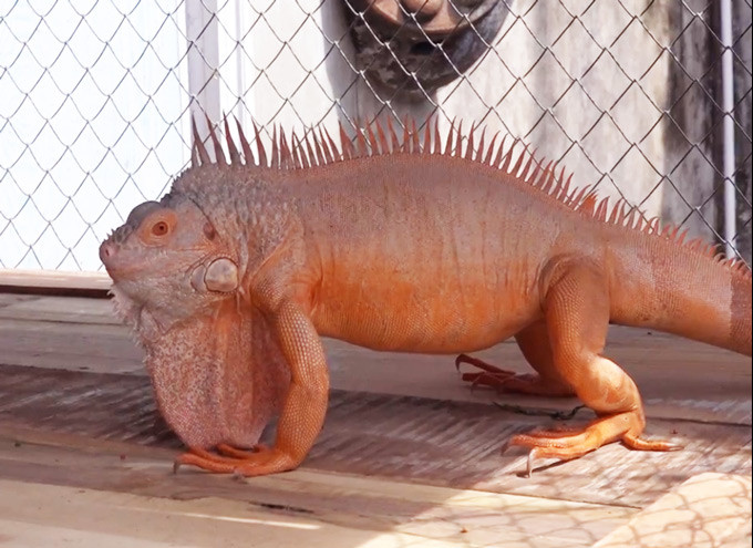 Nhờ đam mê và sự hiểu biết về loài vật này, anh Tân đã tận dụng 20m2 cạnh nhà để xây chuồng nuôi, lai tạo và nhân giống. Thông thường, rồng Nam Mỹ sau 2 tuổi có thể cho sinh sản. Mỗi lần sinh sản mất 6 tháng, trung bình mỗi lần đẻ được từ 50 trứng, nhưng tỷ lệ ấp nở thành công chỉ đạt 50%.