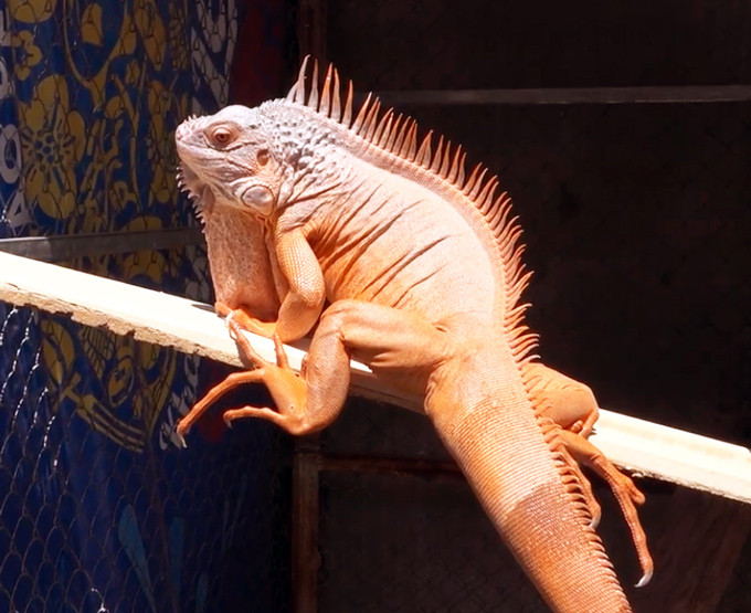 Nói về cách chăm sóc loài vật này, anh Tân cho hay: “Vào buổi sáng, tôi cho chúng phơi nắng từ 2-3 tiếng, nhưng phải trước 10h sáng; sau khi cho chúng đi vệ sinh xong thì mới tắm phun xương nhẹ rồi cho ăn. Một con rồng Nam Mỹ chuẩn đẹp được đánh giá trên nhiều yếu tố như body, yếm, gai, màu sắc, tức là da phải bóng đẹp và màu rực rỡ và không bị lỗi (lỗi ở đây là trầy mỏ, xức móng hay đứt đuôi)”. Cũng theo anh Tân, thông thường rồng Nam Mỹ con từ 2 tuần đến 1 tháng tuổi có giá khoảng 700.000 đồng cho đến 1,5 triệu đồng/con, nhưng đắt nhất là loài rồng Nam Mỹ bạch tạng vàng có giá lên đến khoảng 30 triệu đồng/con. Bởi đây là một dạng đột biến và hàng nghìn con mới chỉ có một.