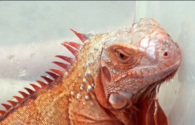 Anh Tân cho biết: “Lúc đầu nuôi mấy con này nhiều người xung quanh họ tưởng là con kỳ nhông thôi, khi mình nói về giá của chúng thì họ không tin. Lúc đầu tôi chỉ nuôi 1 con, đến khoảng năm 2012, 2013 thì tôi mới nuôi số lượng nhiều. Đặc trưng của loài này là màu sắc đẹp, có gai, yếm đẹp ngầu”. Theo anh Tân, loài vật này có “con mắt thứ 3”. Vốn dĩ trên đỉnh đầu của rồng Nam Mỹ có một cấu trúc giống như là võng mạc kết nối với tuyến tùng trong não, nhờ cấu trúc này mà rồng có thể nhận biết được mọi vật xung quanh đang di chuyển. Hay khả năng rơi từ trên cao xuống mà không hề hấn gì. Đặc biệt hơn, chúng còn được mệnh danh là người thợ lặn giỏi mà không cần thở khi có biệt tài nín thở đến tận... 28 phút.