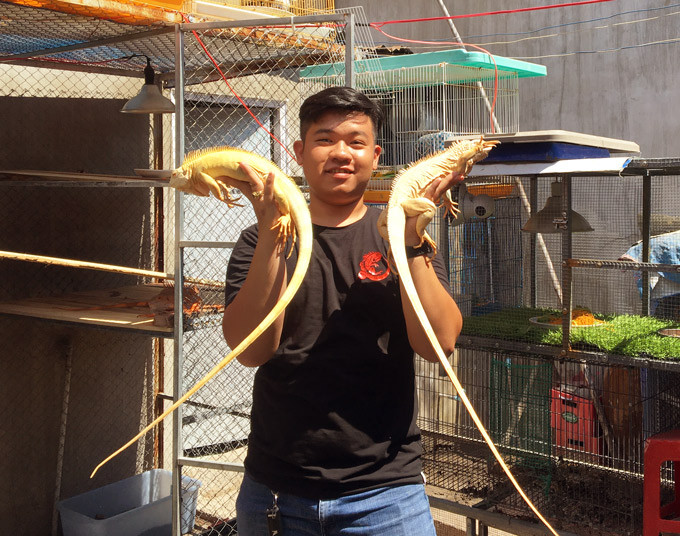 Chia sẻ với chúng tôi, anh Tân cho biết: “Trái với vẻ ngoài trông khá hung hãn, loài bò sát này này rất hiền và vô cùng dễ nuôi. Chỉ cần một chiếc chuồng nhỏ được làm bằng dây kẽm hoặc một chiếc lồng kín là có thể nuôi được chúng. Thức ăn của nó cũng vô cùng đơn giản, 100% là thực vật gồm các loại rau, củ, quả…” Cũng chính vì sự dễ thương này, vào năm 2012 anh Tân đã mạnh dạn tìm mua một chú rồng Nam Mỹ với giá 1,5 triệu đồng về nuôi thử. Từ việc nuôi chơi, dần dà loại thú cưng độc lạ này đã trở thành niềm đam mê của anh.