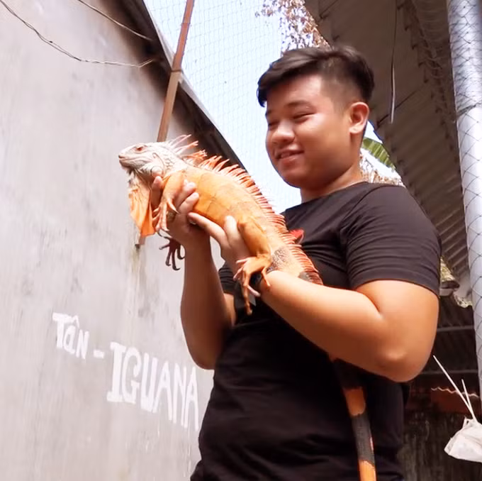 Được biết, với bản tính hiền lành, có chỉ số IQ cao gần bằng một chú chó, loại thú cưng này đã được nhiều người yêu mến. Nếu được huấn luyện tốt, sau một thời gian chúng có thể nhận biết tên và thực hiện theo hướng dẫn của chủ nhân.