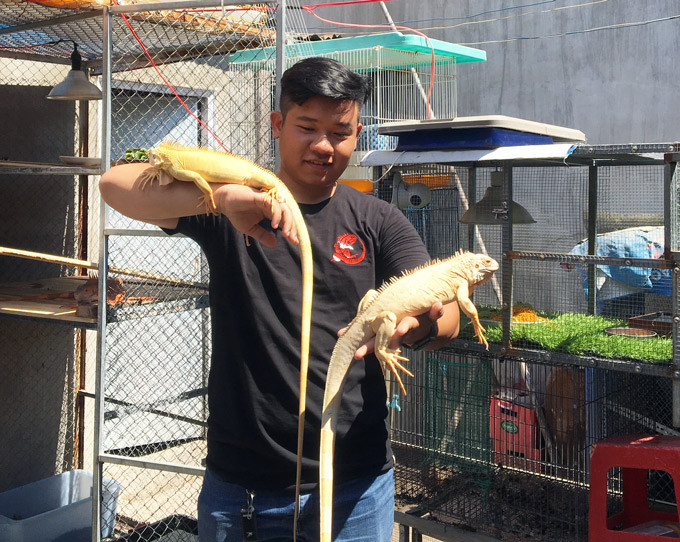 Anh Tân phơi nắng cho những con rồng Nam Mỹ từ 2-3 tiếng. Ảnh: M.A.