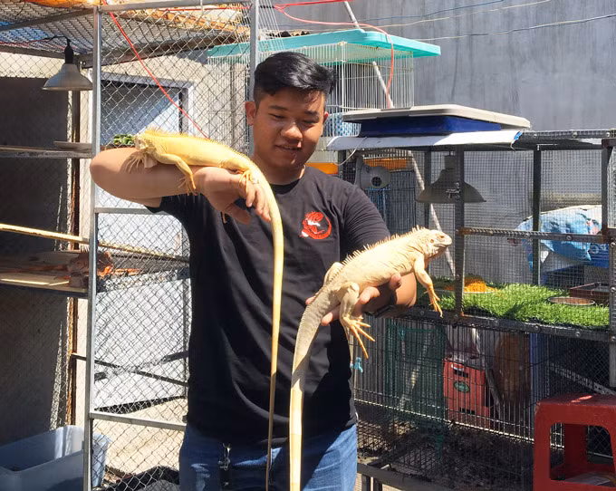 Anh Tân phơi nắng cho những con rồng Nam Mỹ từ 2-3 tiếng. Ảnh: M.A.