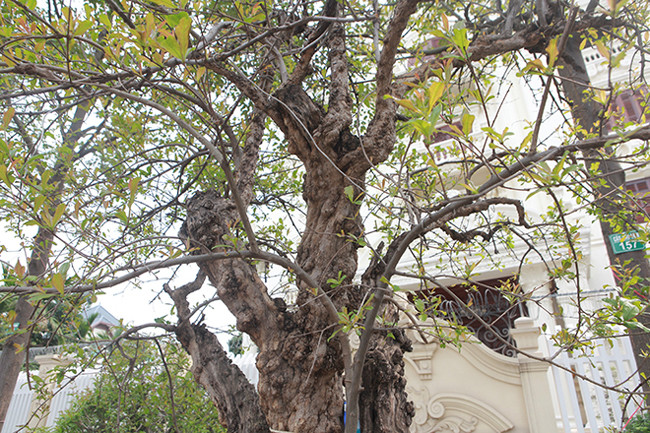 Đặc biệt giống lựu này rất khó chết bởi khi cành già thoái hóa lại có cành mới đắp bao phủ xung quanh.