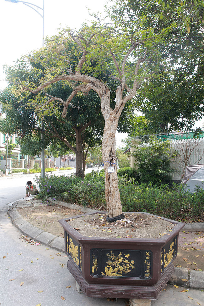 Ngoài cây thạch lựu quý, anh Thành còn mang tới triển lãm một cây thạch lựu cổ có tuổi đời trên 100 năm.