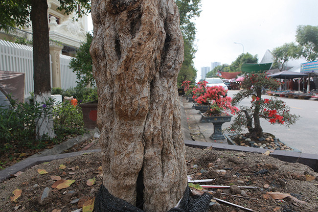 Cây có đường kính gốc 20cm, được chào bán với giá 600 triệu đồng.