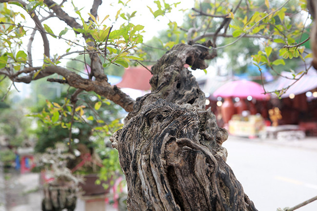 Quả của cây lựu này khá to, có quả nặng gần 1kg, trong lõi quả màu đỏ, gọi theo vị thuốc bắc là thạch lựu bì vì có thể chữa được nấc và thoát vị đĩa đệm.