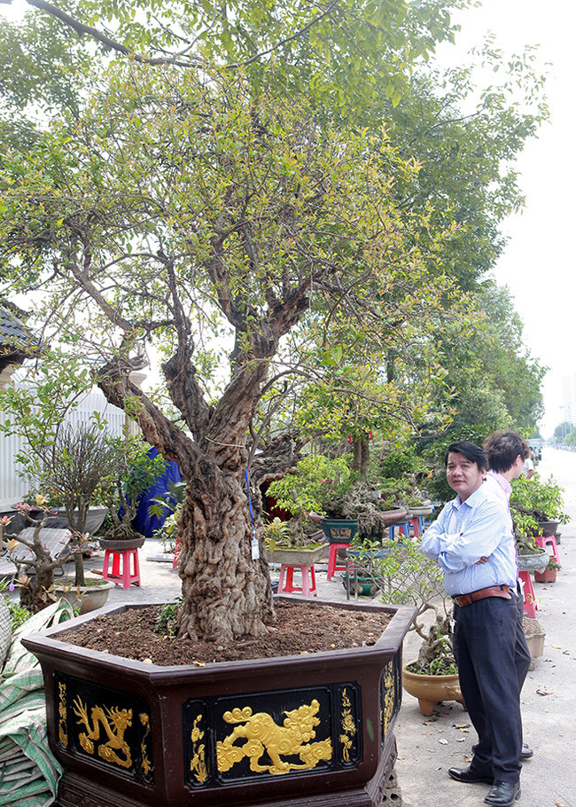 Xuất hiện tại Triển lãm tỉnh Bắc Ninh (2019), cây thạch lựu cổ thụ, thân xù xì thu hút sự tò mò của du khách và giới chơi cây. Anh Lê Minh (Bắc Ninh), cho biết, anh chưa bao giờ thấy một cây lựu ăn quả mà to như vậy, đặc biệt thân xù xì chứng tỏ cây đã rất lâu năm và có giá trị.