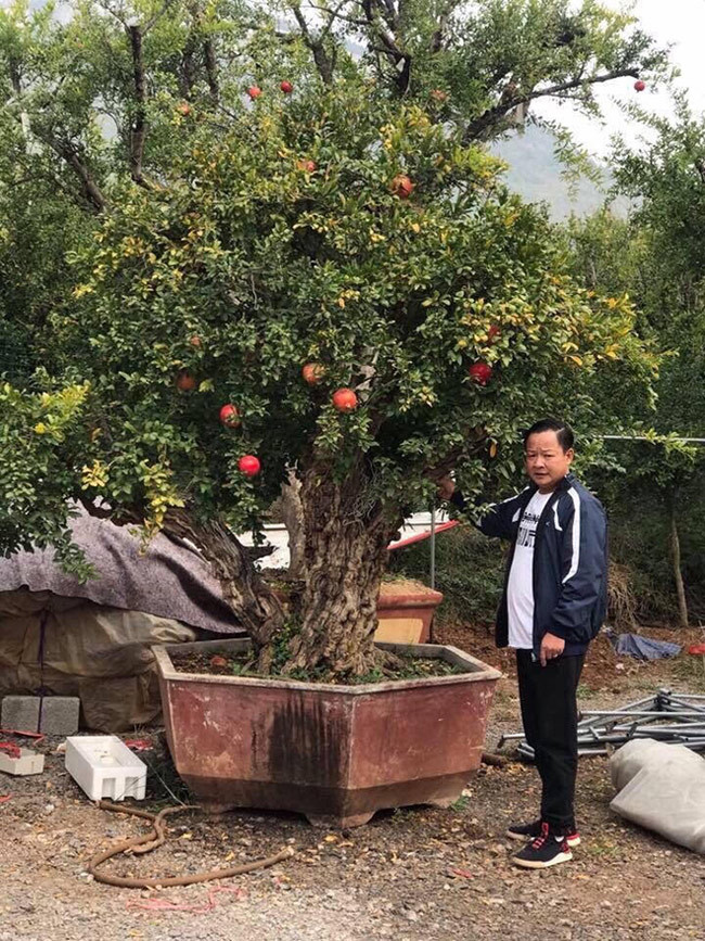 Thân cây lựu xù xì tự nhiên chứ con người không thể tác động vào được. Cây ra hoa vào tháng 8 hằng năm.