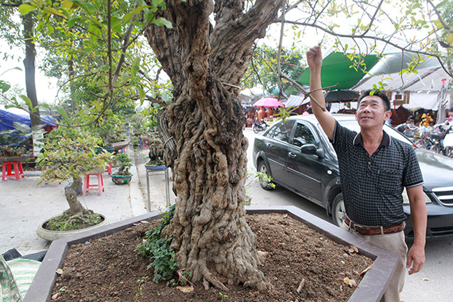 Chủ sở hữu cây lựu cổ là anh Thành (Sa Pa, Lào Cai) cho biết, đây là cây lựu có tuổi đời trên 300 năm, đang được rao bán với giá hơn 900 triệu đồng.