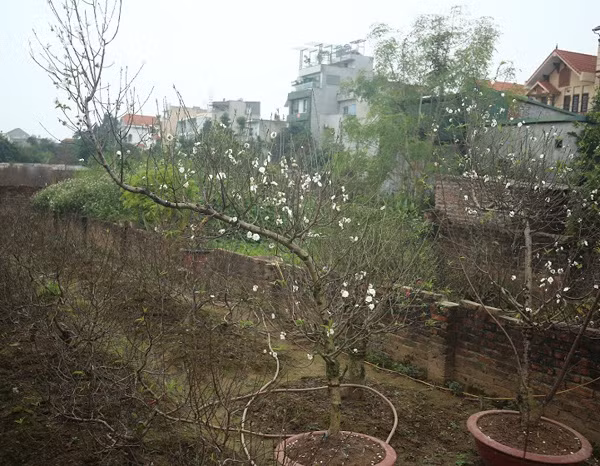 Nắm bắt xu hướng này, người dân làng đào Nhật Tân (Tây Hồ) cũng thử nhân giống trồng giống đào quý.