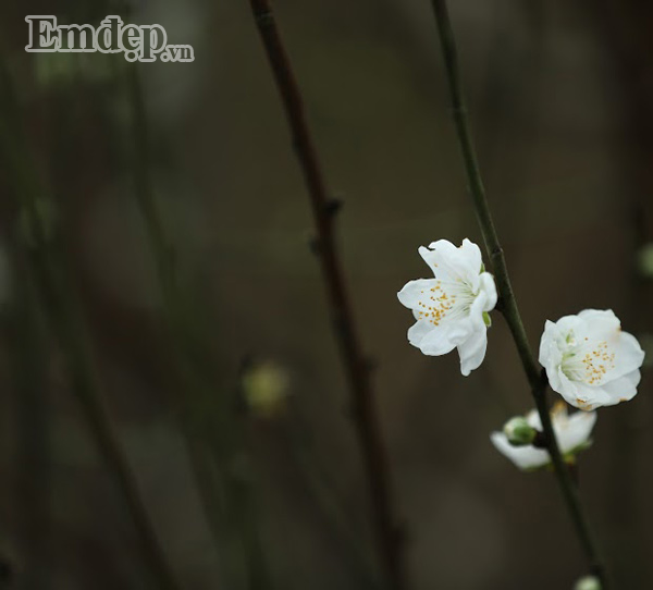 Tuy nhiên, để cây trổ hoa đúng dịp, bên cạnh kĩ thuật chăm bón kĩ càng, mưa thuận gió hòa thì người trồng đào cũng cần có một chút "duyên". Anh Phương - chủ nhân của 2 gốc bạch đào tại Nhật Tân chia sẻ, đây là loài cây quý hiếm, rất khó chăm sóc. Chỉ cần chăm không đúng cách, cây sẽ bị "chột" không ra hoa nữa. Anh Phương chia sẻ thêm, hai gốc đào của gia đình đã có người thuê trọn gói với giá hơn 10 triệu đồng/cây.