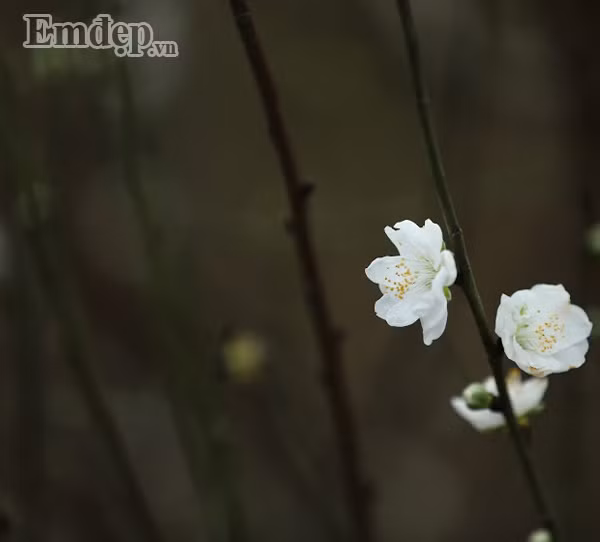 Tuy nhiên, để cây trổ hoa đúng dịp, bên cạnh kĩ thuật chăm bón kĩ càng, mưa thuận gió hòa thì người trồng đào cũng cần có một chút "duyên". Anh Phương - chủ nhân của 2 gốc bạch đào tại Nhật Tân chia sẻ, đây là loài cây quý hiếm, rất khó chăm sóc. Chỉ cần chăm không đúng cách, cây sẽ bị "chột" không ra hoa nữa. Anh Phương chia sẻ thêm, hai gốc đào của gia đình đã có người thuê trọn gói với giá hơn 10 triệu đồng/cây.
