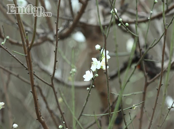 "Dù cho thuê rồi nhưng thỉnh thoảng tôi vẫn phải cử người tới để kiểm tra. Vì đây là giống đào quý, rất khó chăm, nhiều người trả giá cao nhưng tôi nhất định không bán", anh bật mí.