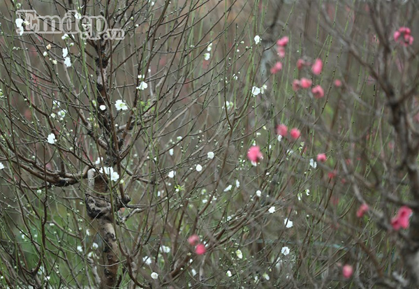 Vì hiệu suất kinh tế cao, vài năm trở lại đây, người trồng đào ở Nhật Tân có ý định nhân giống số lượng lớn loại đào này nhưng chưa có kết quả bởi đó là giống cây rất khó trồng và tốn công chăm sóc.