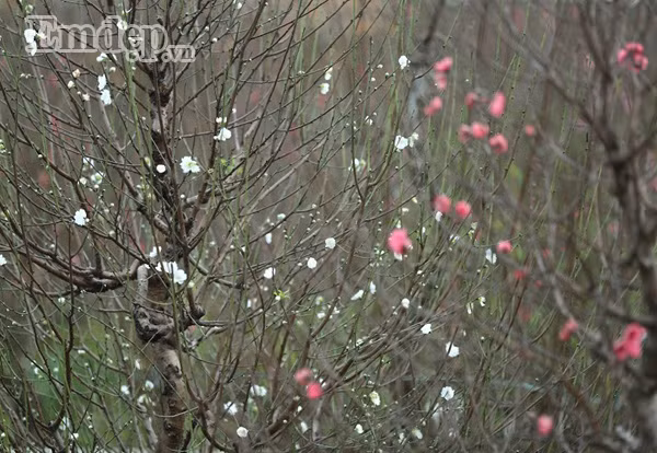 Vì hiệu suất kinh tế cao, vài năm trở lại đây, người trồng đào ở Nhật Tân có ý định nhân giống số lượng lớn loại đào này nhưng chưa có kết quả bởi đó là giống cây rất khó trồng và tốn công chăm sóc.
