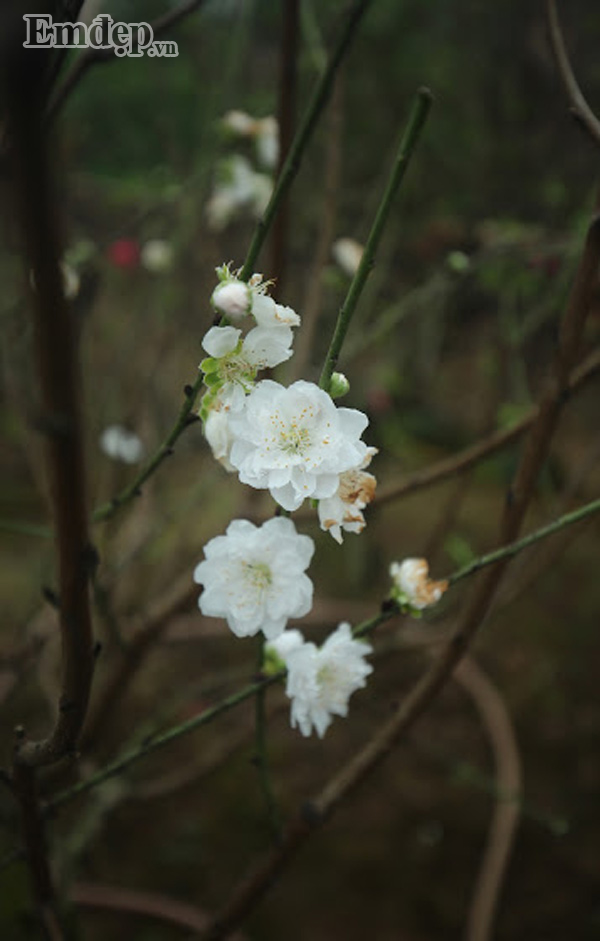 Để có trong tay loại cây quý hiếm này phải là những tay chơi lắm tiền, nhiều của.